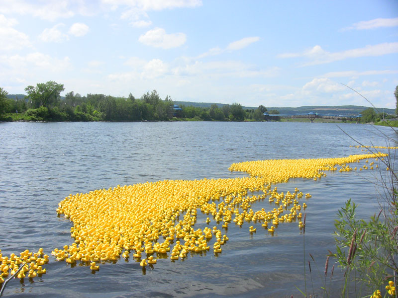 Une marée jaune sur la rivière Chaudière