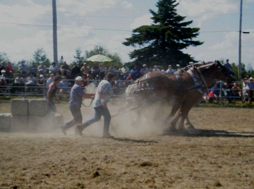 L'Exposition agricole de Beauce à Saint-Honoré approche au galop