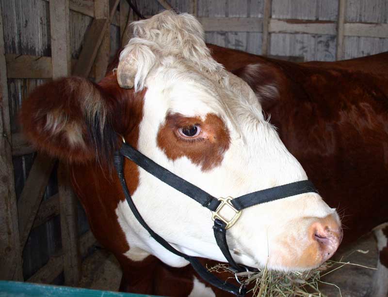 L’Expo agricole toujours aussi variée à Saint-Honoré