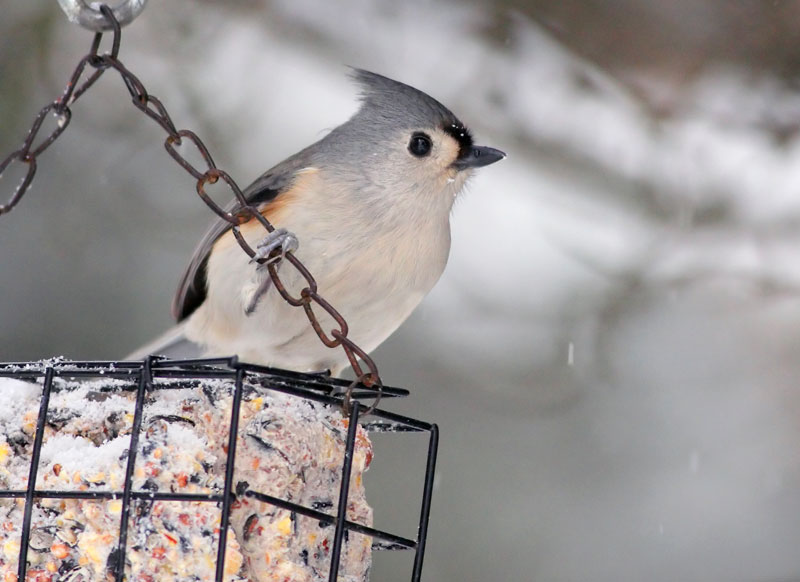 Un oiseau rare a été vu au Domaine Taschereau