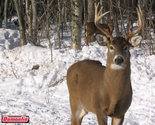 La récolte de cerfs de virginie a diminué dans la région en 2010