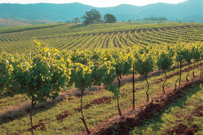 Anecdotes intéressantes: Les vins australiens célèbrent une étape importante au Canada