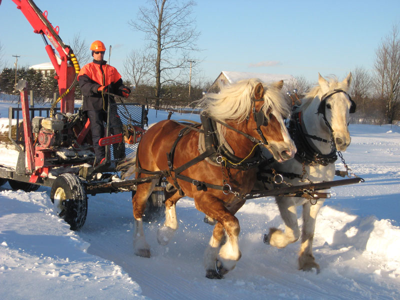 Le savoir-faire beauceron permettra le retour au travail des chevaux en forêt