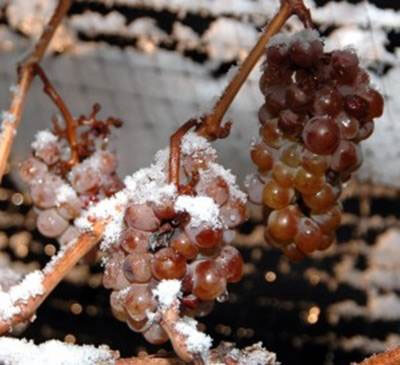 Le vin de glace... Quel délice !