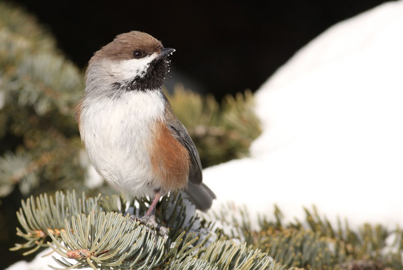 Une conférence sur l’Atlas des oiseaux nicheurs du Québec sera offerte au Cégep