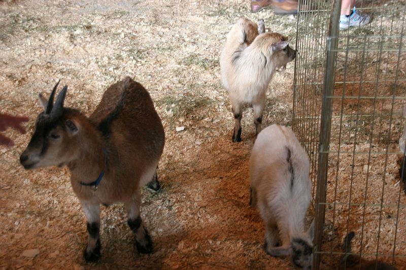 Une 5e édition pour la foire agricole et forestière de Saint-Odilon