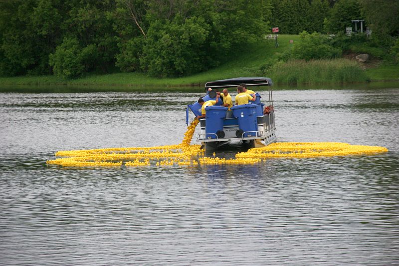 Déversement de canards sur la Chaudière