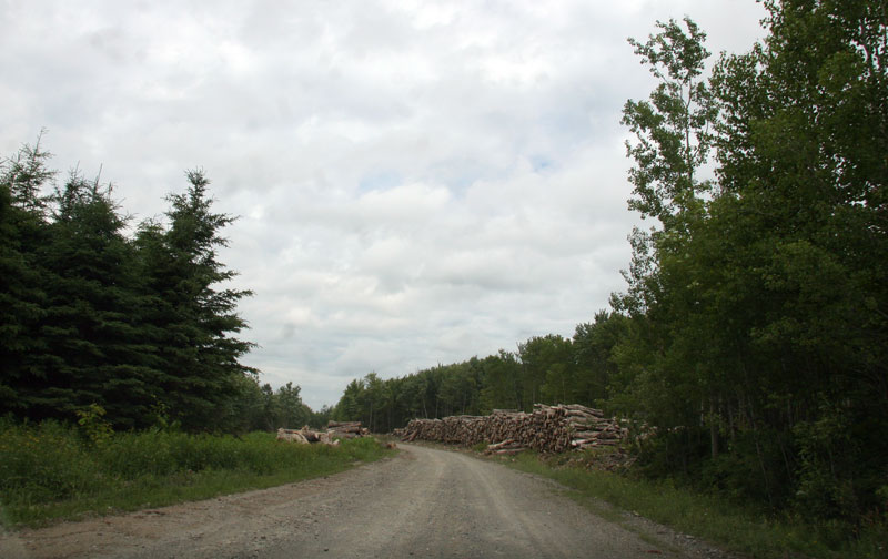 Mise en valeur des forêts privées québécoises- 5,4 M$ seront investis en Chaudière-Appalaches