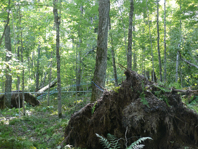 La tempête Irène a aussi fait des dommages en forêt privée