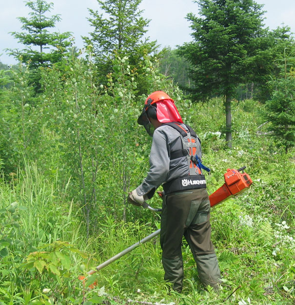 Vaste consultation publique pour développer la nouvelle politique sur les forêts de proximité