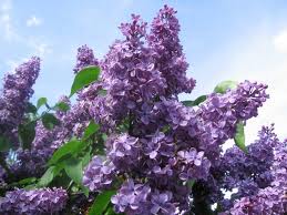 La Société d'horticulture la Chaudière fleurie et la Ville de Saint-Georges font l'acquisition d'une collection de 800 variétés de lilas