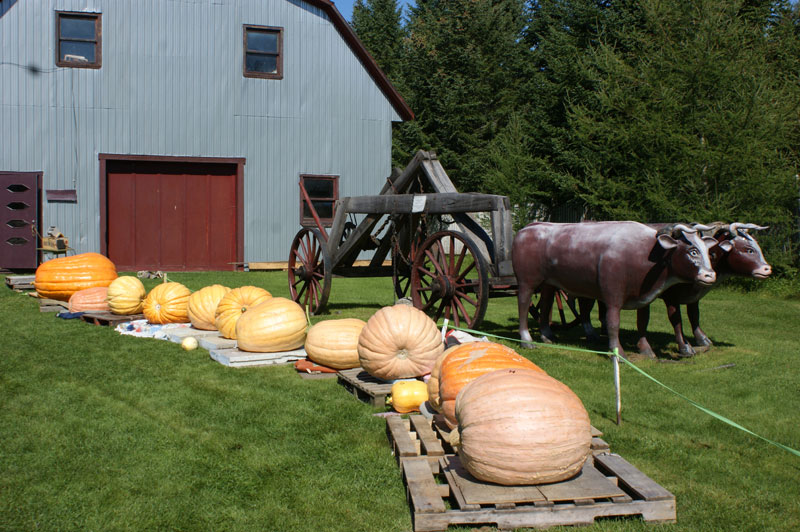 Le Village des Défricheurs lance la seconde édition du concours de citrouilles géantes