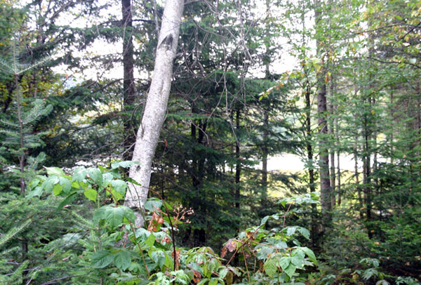 Le Groupement forestier de Beauce-Sud réplique à l’APBB