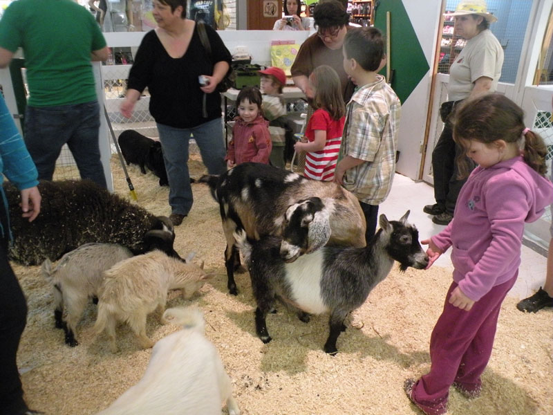 La mini-ferme une tradition au Carrefour depuis plus de 30 ans