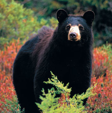 La chasse à l'ours s'amorce mardi