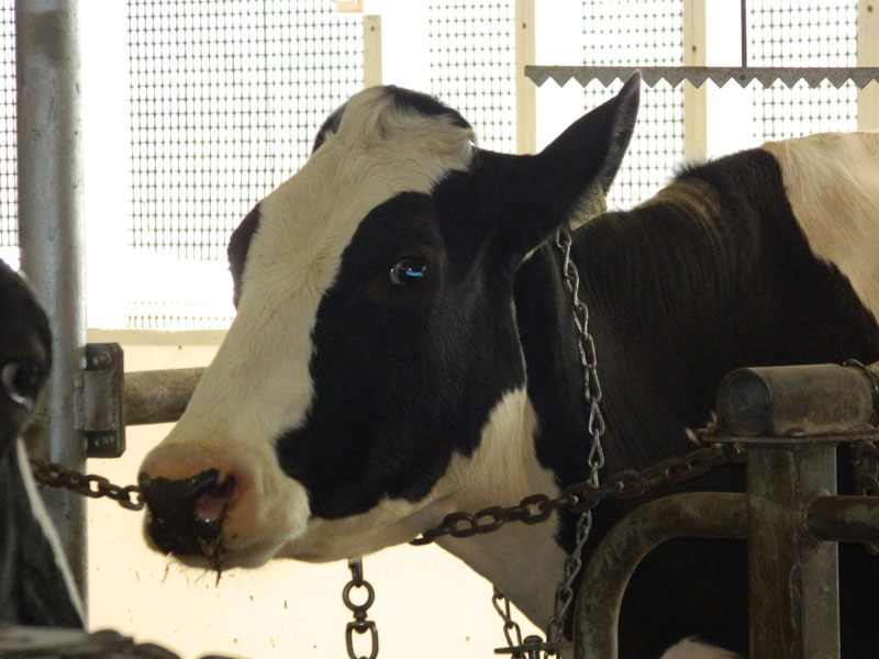 Relance de l’abattoir Levinoff-Colbex : Un rendez-vous à ne pas manquer pour les producteurs de bovins