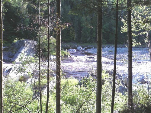Le COBARIC distribuera 3500 arbres de plus pour les bandes riveraines du bassin versant de la Chaudière
