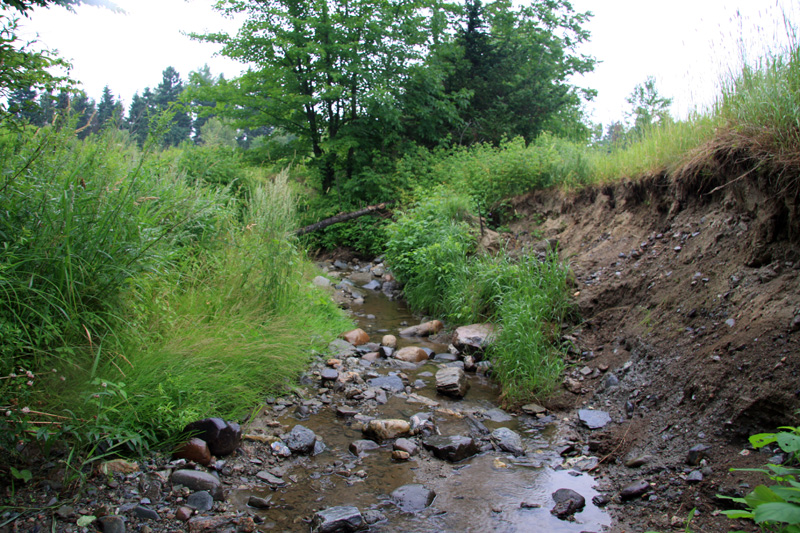 Le Cobaric souhaite le retour de la truite mouchetée à la rivière du Bois de Sainte-Marie