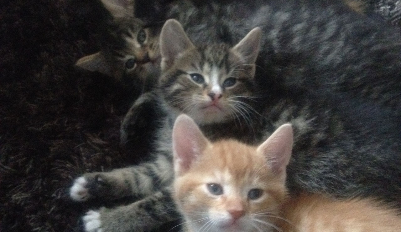 Le nombre d'animaux abandonnés quadruple à l'approche du 1er juillet