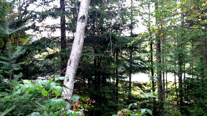 Travaux sylvicoles – Un investissement de 862 000 $ en Chaudière-Appalaches