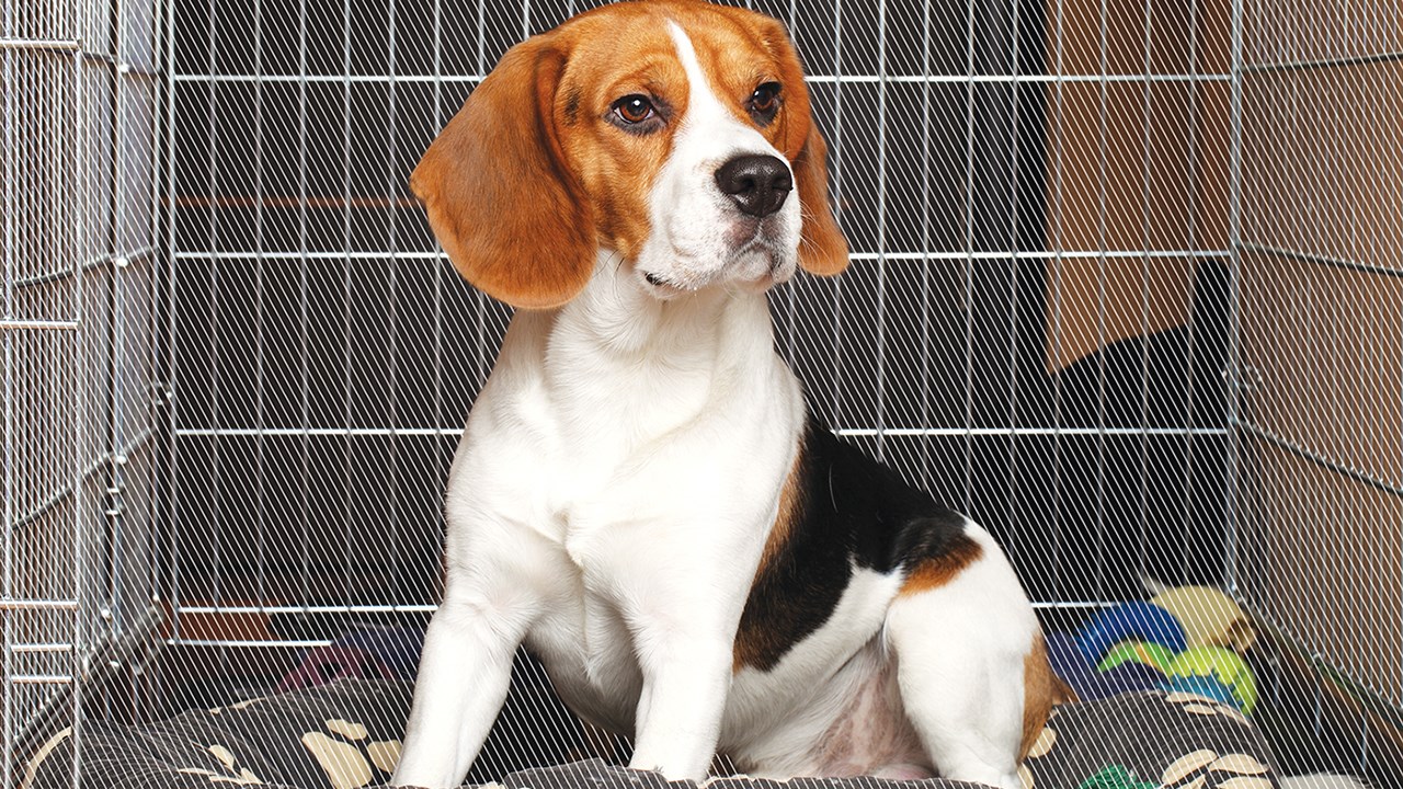 La petite maison de votre chien est sa cage, le saviez-vous ?