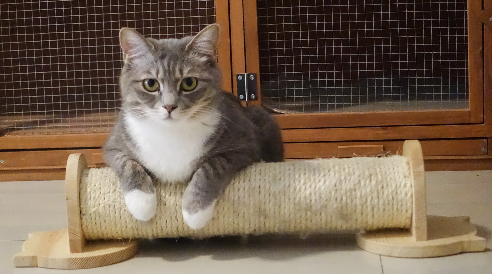 Comment choisir le bon griffoir pour son chat ?