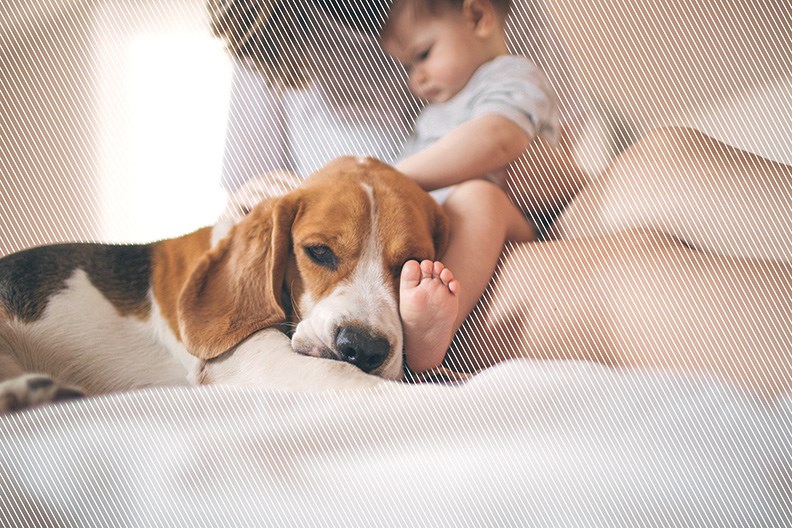 Bébé arrive, préparez votre chien!