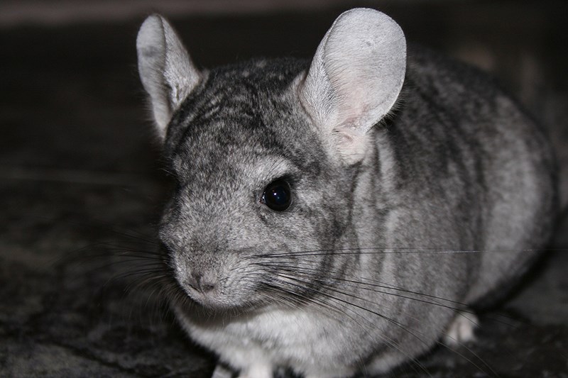 Connaissez-vous bien les chinchillas?