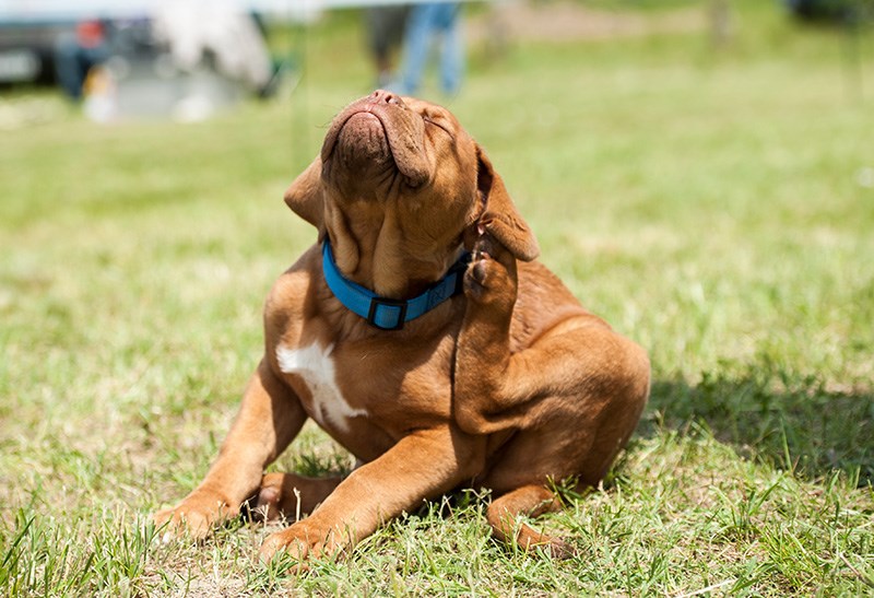 Protégez votre animal des tiques et des puces, c'est aussi protéger les membres de votre famille!