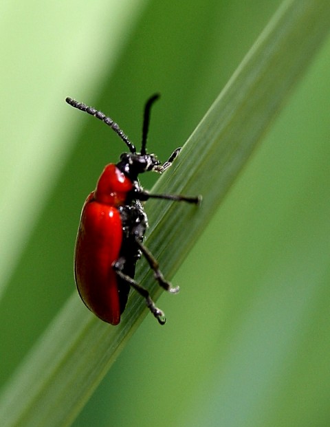 Insecte vorace