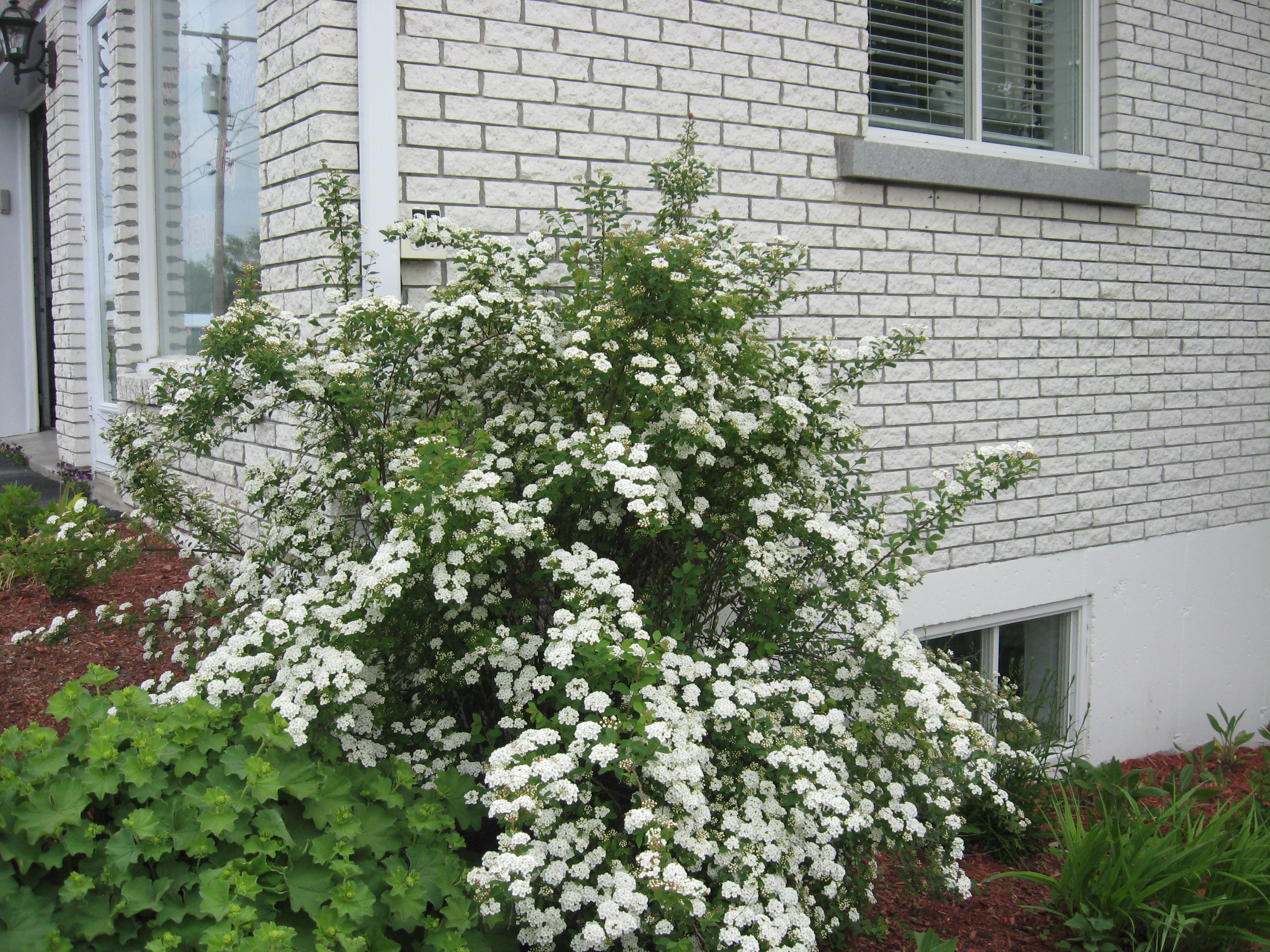  BOUQUET DE MARIÉE