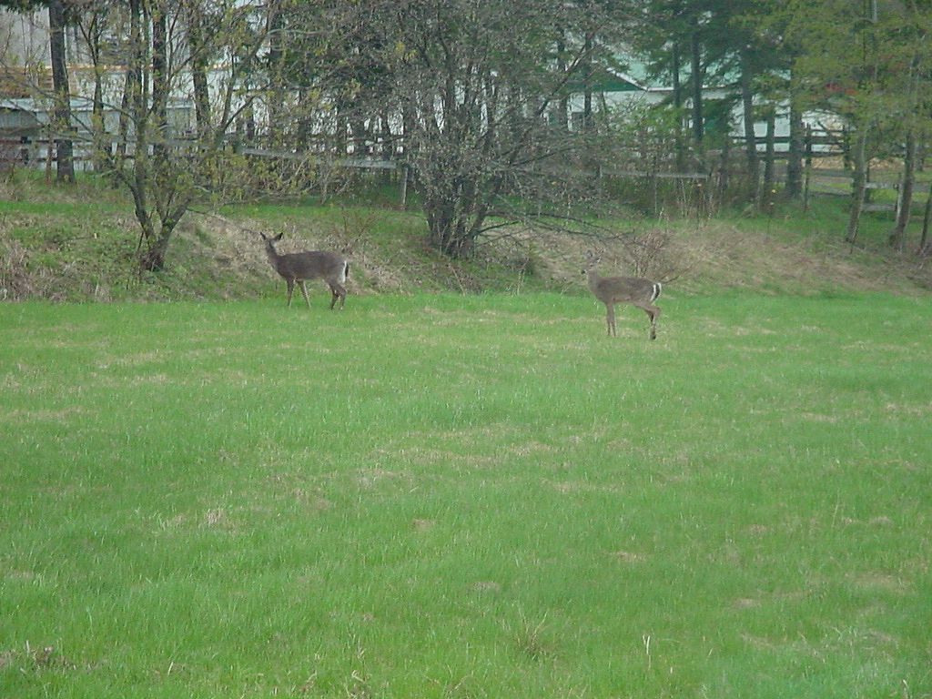 chevreuils 