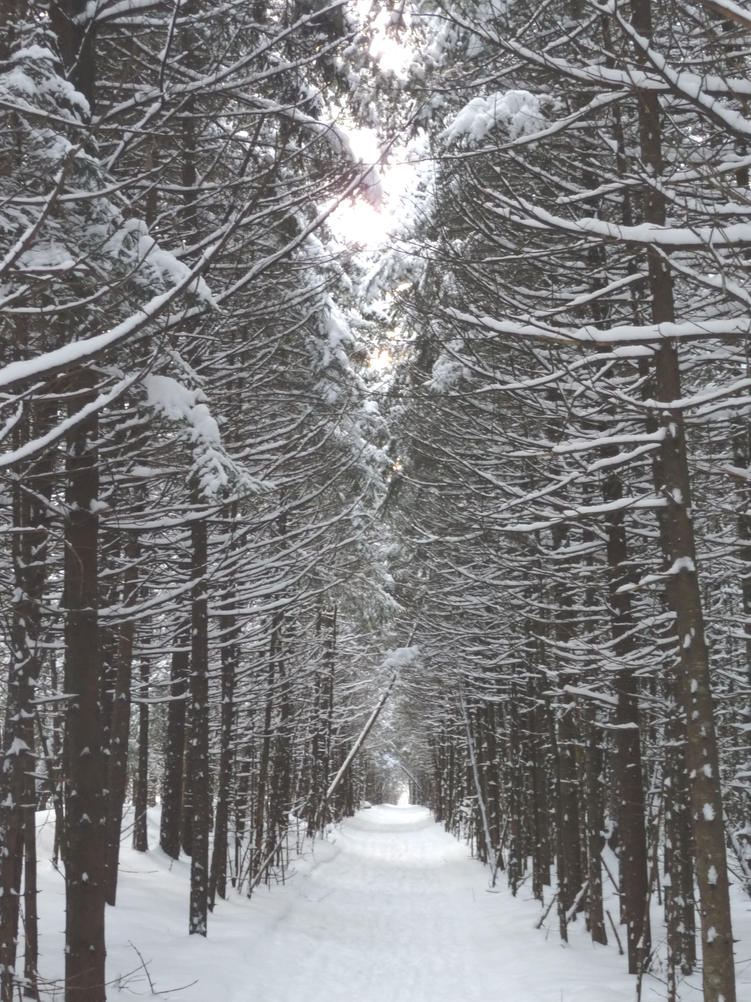 Chemin des pins