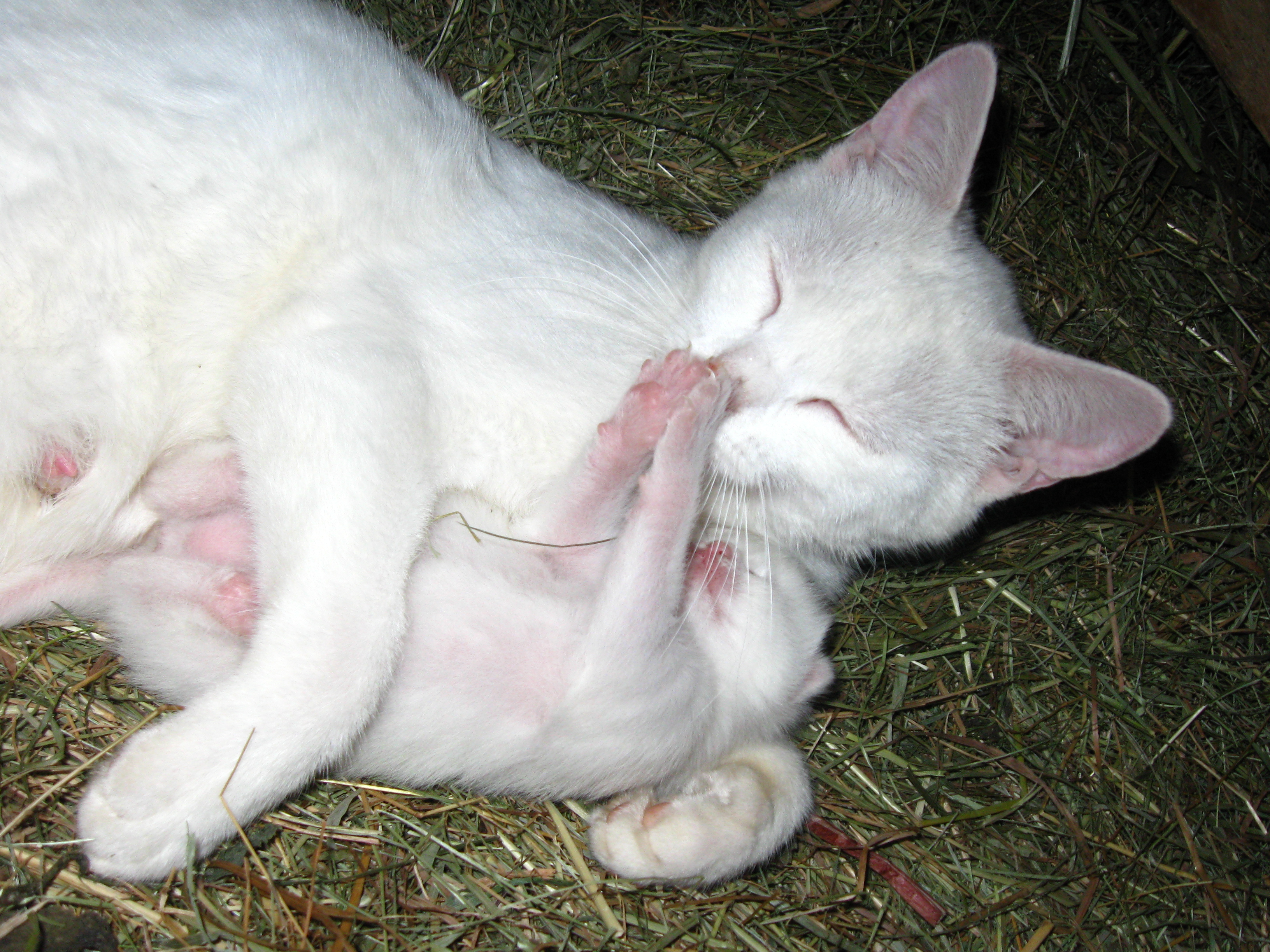 Chaton
