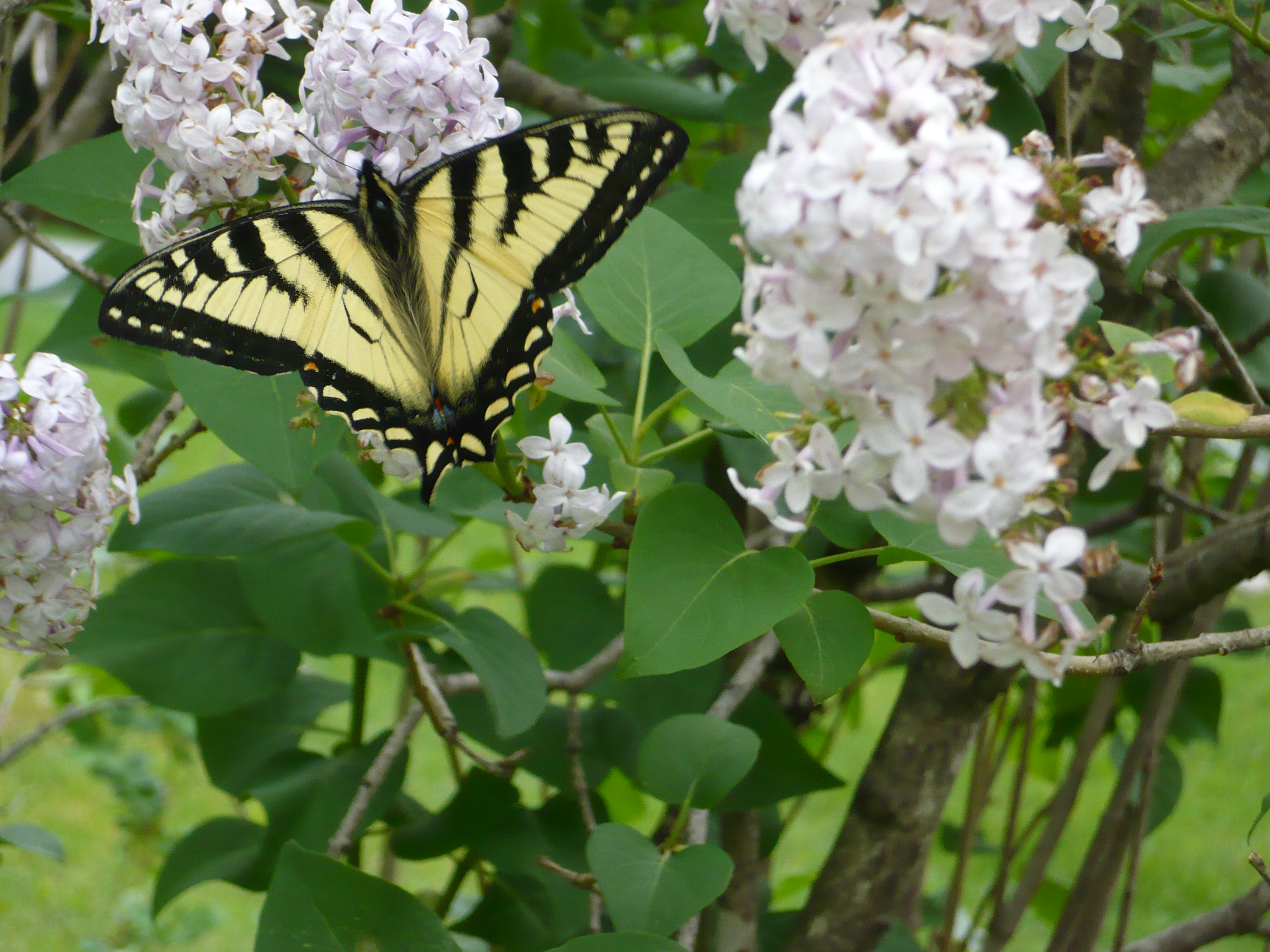 Papillon au repas