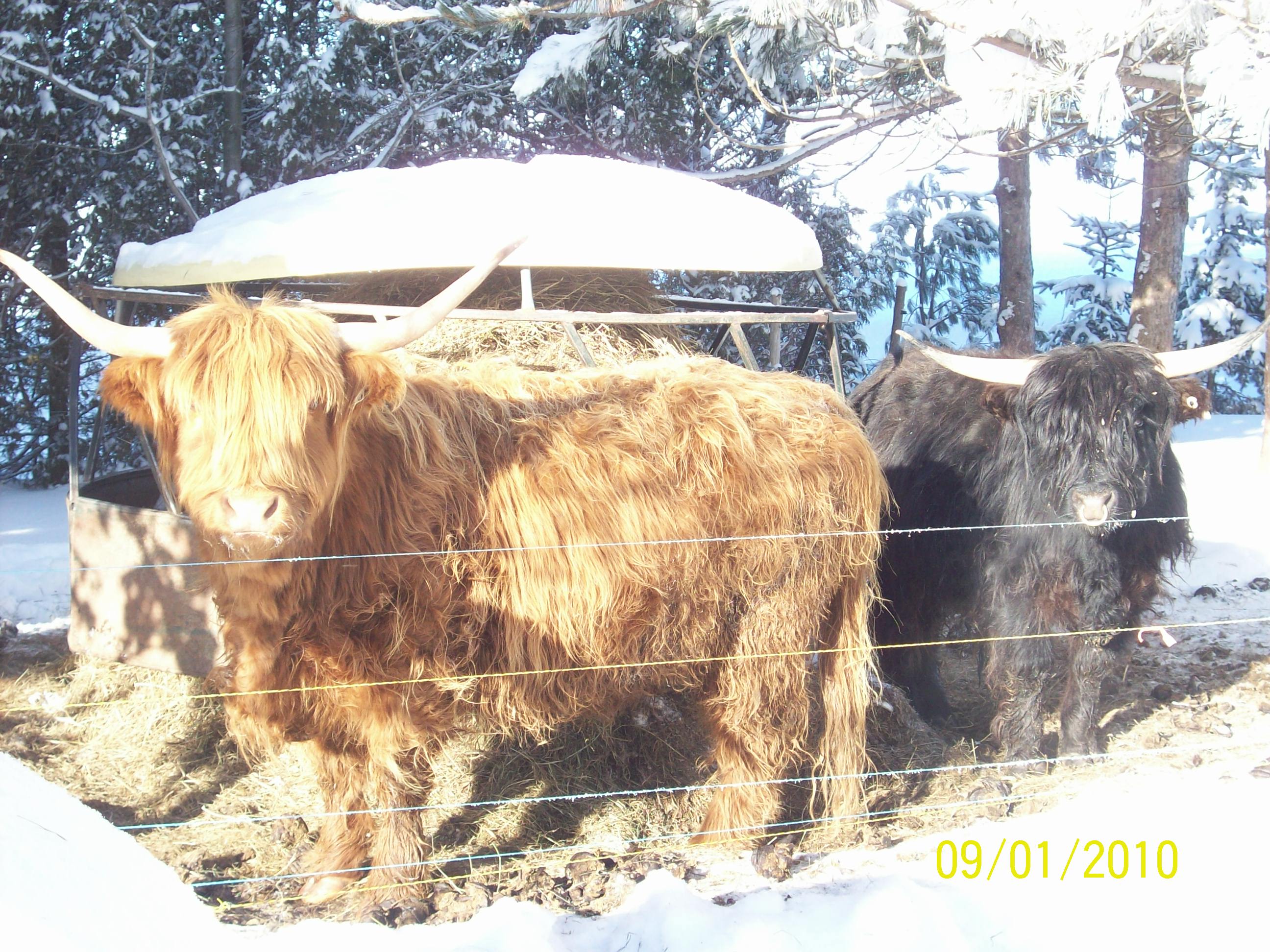 Boeuf des neiges