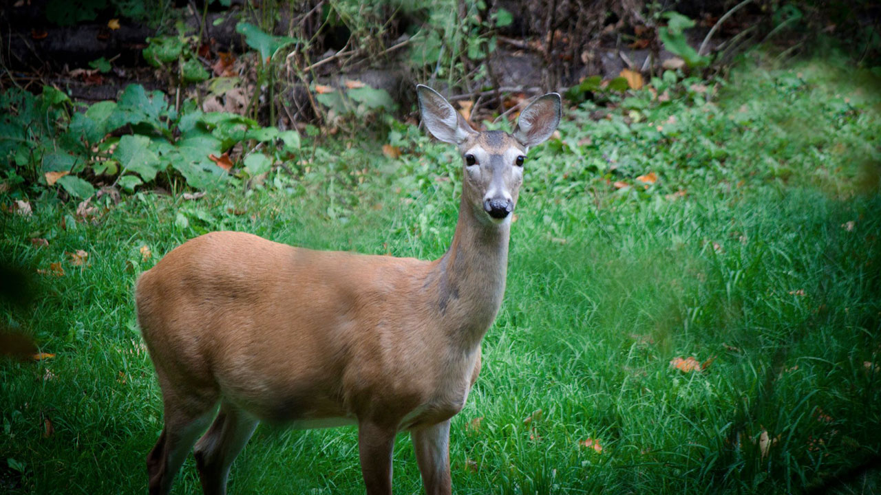 Bien que plusieurs personnes le fassent, nourrir les cerfs de Virginie, et ce, particulièrement durant l’hiver, nuit considérablement à la santé de ces animaux