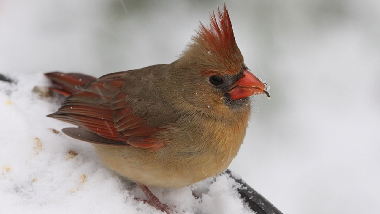 Le 21 décembre prochain, le Groupe des ornithologues de Beauce-Etchemins (GOBE) vous invite à participer, comme chaque année, à son Décompte des oiseaux de Noël.