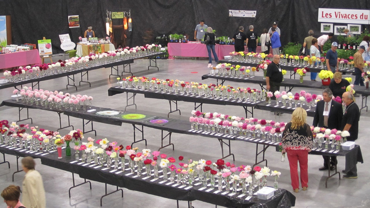 Voici les participants du oncours de fleurs coupées