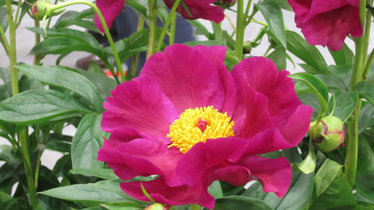 De belles pivoines.