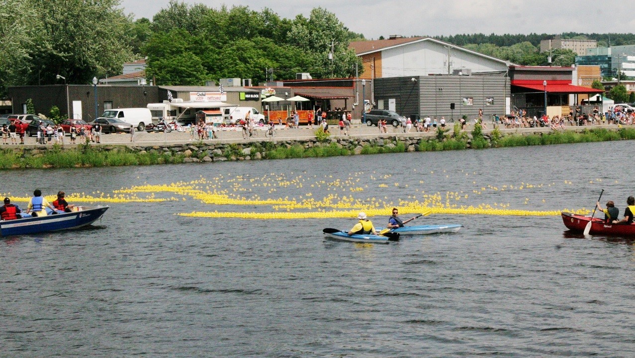 Une marée jaune de petits canards envahit la rivière Chaudière