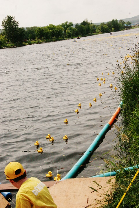 Une marée jaune de petits canards envahit la rivière Chaudière