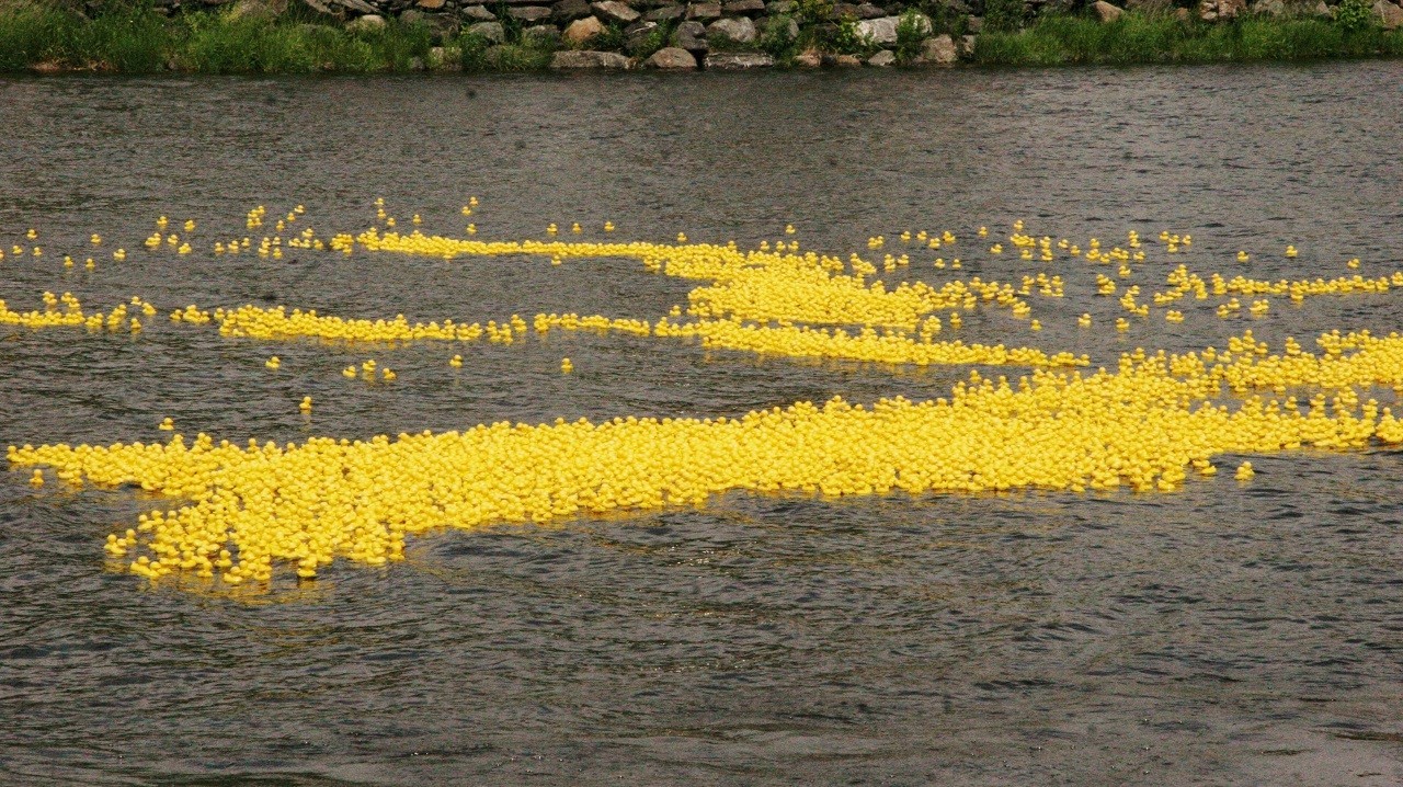 Une marée jaune de 4190 canards!