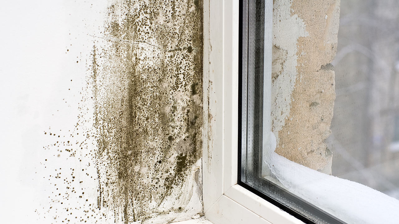 Les moisissures dans les logements : danger!