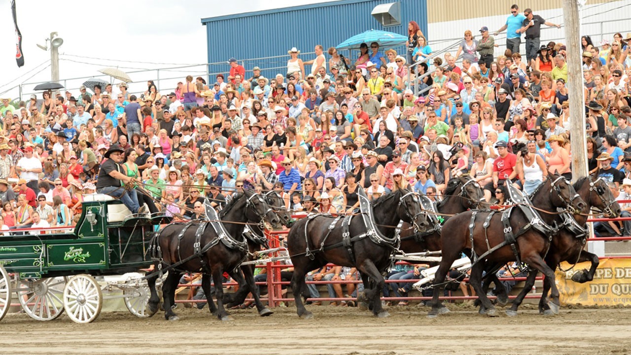 Attelage de chevaux
