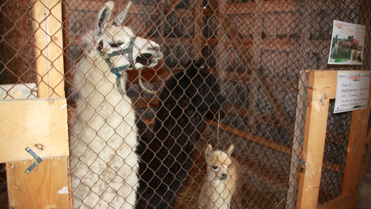 Une famille d'alpagas