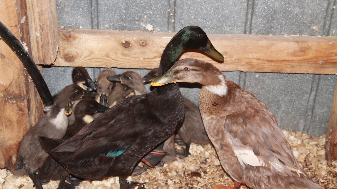 Les canards de la mini-ferme.