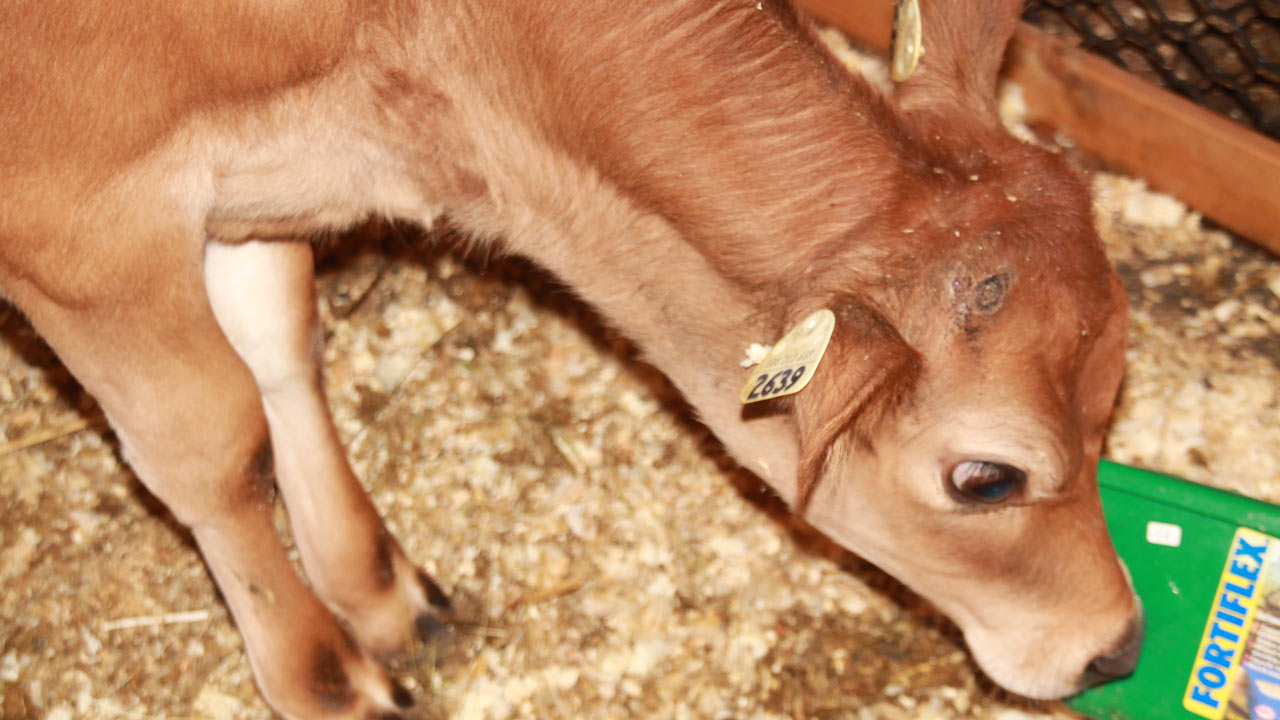 De belles nouveautés à l’Exposition agricole à Saint-Honoré