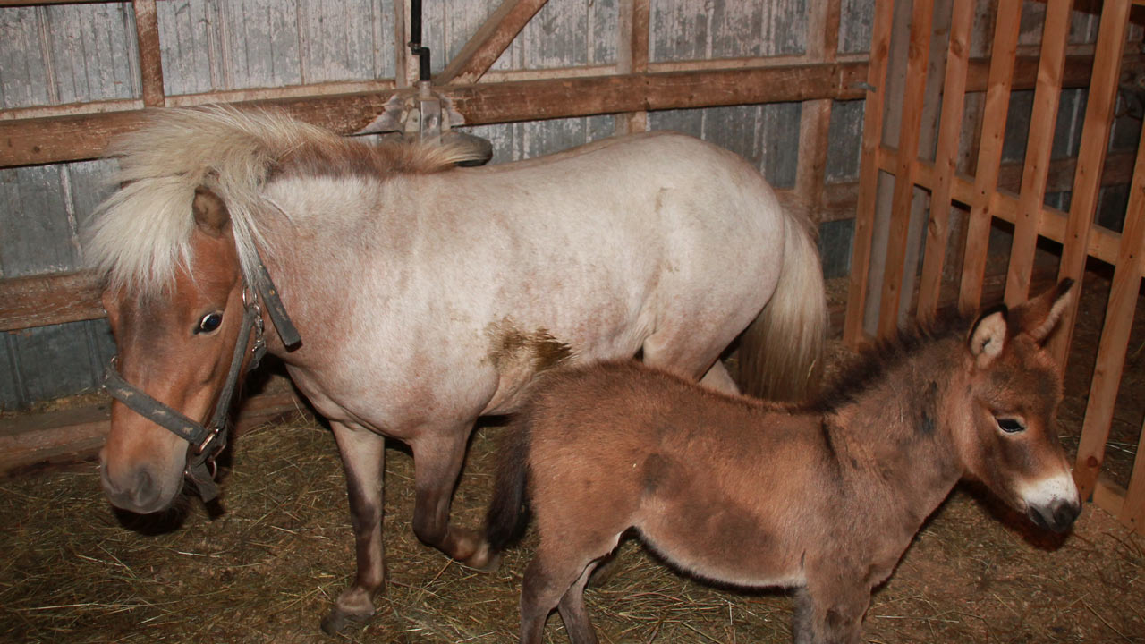 Une mule et sa maman Paprika.