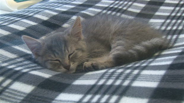 Au Canada en 2011, environ 600 000 chats étaient rapportés dans divers centres de refuge.